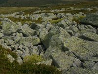 F, Lozere, Pont-de-Montvert-Sud-Mont-Lozere, Picde Finiels 30, Saxifraga-Dirk Hilbers