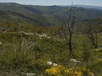 F, Lozere, Les Bondons 9, Saxifraga-Marijke Verhagen