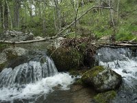 F, Lozere, Pont-de-Montvert-Sud-Mont-Lozere, Cascade de Runes 10, Saxifraga-Willem van Kruijsbergen