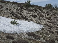 F, Lozere, Pont-de-Montvert-Sud-Mont-Lozere, Col de Finiels 20, Saxifraga-Willem van Kruijsbergen