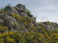 F, Lozere, Pont-de-Montvert-Sud-Mont-Lozere, Felgerolles 1, Saxifraga-Marijke Verhagen