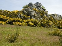 F, Lozere, Pont-de-Montvert-Sud-Mont-Lozere, Felgerolles 12, Saxifraga-Marijke Verhagen