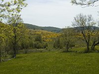 F, Lozere, Pont-de-Montvert-Sud-Mont-Lozere, Felgerolles 13, Saxifraga-Marijke Verhagen