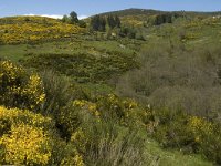 F, Lozere, Pont-de-Montvert-Sud-Mont-Lozere, Felgerolles 24, Saxifraga-Marijke Verhagen