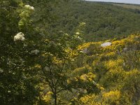 F, Lozere, Pont-de-Montvert-Sud-Mont-Lozere, Felgerolles 9, Saxifraga-Marijke Verhagen