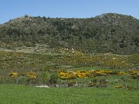 F, Lozere, Pont-de-Montvert-Sud-Mont-Lozere, Finiels 26, Saxifraga-Willem van Kruijsbergen