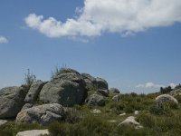 F, Lozere, Pont-de-Montvert-Sud-Mont-Lozere, Finiels 61, Saxifraga-Marijke Verhagen