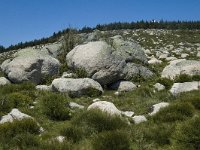 F, Lozere, Pont-de-Montvert-Sud-Mont-Lozere, Finiels 63, Saxifraga-Marijke Verhagen