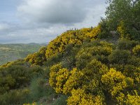 F, Lozere, Pont-de-Montvert-Sud-Mont-Lozere, Fraissinet-de-Lozere 3, Saxifraga-Willem van Kruijsbergen