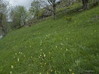 F, Lozere, Pont-de-Montvert-Sud-Mont-Lozere, Fraissinet-de-Lozere 6, Saxifraga-Willem van Kruijsbergen