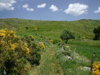 F, Lozere, Pont-de-Montvert-Sud-Mont-Lozere, Fraissinet-de-Lozere 9, Saxifraga-Dirk Hilbers