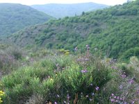 F, Lozere, Pont-de-Montvert-Sud-Mont-Lozere, Mont Lozere 1, Saxifraga-Dirk Hilbers