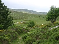 F, Lozere, Pont-de-Montvert-Sud-Mont-Lozere, Mont Lozere 11, Saxifraga-Dirk Hilbers