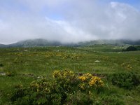 F, Lozere, Pont-de-Montvert-Sud-Mont-Lozere, Mont Lozere 12, Saxifraga-Dirk Hilbers