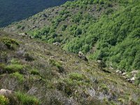 F, Lozere, Pont-de-Montvert-Sud-Mont-Lozere, Mont Lozere 16, Saxifraga-Dirk Hilbers