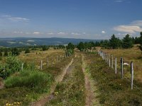 F, Lozere, Pont-de-Montvert-Sud-Mont-Lozere, Mont Lozere 19, Saxifraga-Dirk Hilbers