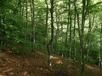 F, Lozere, Pont-de-Montvert-Sud-Mont-Lozere, Mont Lozere 28, Saxifraga-Dirk Hilbers