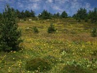 F, Lozere, Pont-de-Montvert-Sud-Mont-Lozere, Mont Lozere 32, Saxifraga-Dirk Hilbers