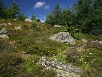 F, Lozere, Pont-de-Montvert-Sud-Mont-Lozere, Mont Lozere 34, Saxifraga-Dirk Hilbers