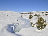 F, Lozere, Pont-de-Montvert-Sud-Mont-Lozere, Mont Lozere 45, Saxifraga-Elisabeth Raboin