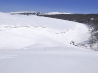 F, Lozere, Pont-de-Montvert-Sud-Mont-Lozere, Mont Lozere 46, Saxifraga-Elisabeth Raboin