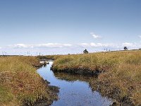 F, Lozere, Pont-de-Montvert-Sud-Mont-Lozere, Mont Lozere 49, Saxifraga-Elisabeth Raboin