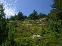 F, Lozere, Pont-de-Montvert-Sud-Mont-Lozere, Pic de Finiels 13, Saxifraga-Dirk Hilbers