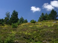 F, Lozere, Pont-de-Montvert-Sud-Mont-Lozere, Pic de Finiels 19, Saxifraga-Dirk Hilbers