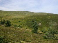 F, Lozere, Pont-de-Montvert-Sud-Mont-Lozere, Pic de Finiels 29, Saxifraga-Dirk Hilbers