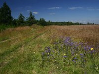 F, Lozere, Pont-de-Montvert-Sud-Mont-Lozere, Pic de Finiels 3, Saxifraga-Dirk Hilbers