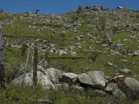 F, Lozere, Pont-de-Montvert-Sud-Mont-Lozere, Pont-de-Montvert 16, Saxifraga-Marijke Verhagen