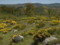 F, Lozere, Pont-de-Montvert-Sud-Mont-Lozere, Pont-de-Montvert 17, Saxifraga-Marijke Verhagen