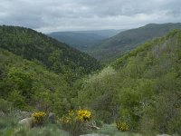 F, Lozere, Pont-de-Montvert-Sud-Mont-Lozere, Runes 7, Saxifraga-Willem van Kruijsbergen