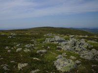 F, Lozere, Pont-de-Montvert-Sud-Mont-Lozere, Sommet de Finiels 1, Saxifraga-Dirk Hilbers