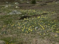 F, Lozere, Pont-de-Montvert-Sud-Mont-Lozere, Sommet de Finiels 11, Saxifraga-Willem van Kruijsbergen