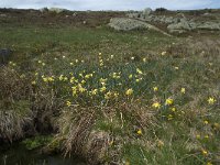 F, Lozere, Pont-de-Montvert-Sud-Mont-Lozere, Sommet de Finiels 18, Saxifraga-Willem van Kruijsbergen