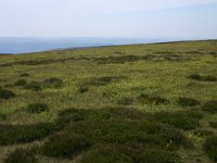 F, Lozere, Pont-de-Montvert-Sud-Mont-Lozere, Sommet de Finiels 2, Saxifraga-Dirk Hilbers