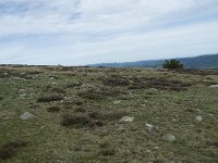 F, Lozere, Pont-de-Montvert-Sud-Mont-Lozere, Sommet de Finiels 32, Saxifraga-Willem van Kruijsbergen