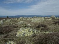 F, Lozere, Pont-de-Montvert-Sud-Mont-Lozere, Sommet de Finiels 61, Saxifraga-Willem van Kruijsbergen