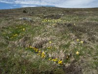 F, Lozere, Pont-de-Montvert-Sud-Mont-Lozere, Sommet de Finiels 8, Saxifraga-Willem van Kruijsbergen