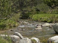 F, Lozere, Pont-de-Montvert-Sud-Mont-Lozere, Tarn 1, Saxifraga-Marijke Verhagen