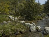 F, Lozere, Pont-de-Montvert-Sud-Mont-Lozere, Tarn 3, Saxifraga-Marijke Verhagen