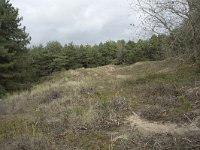 F, Pas-de-Calais, Wimereux, Dunes de la Slack 24, Saxifraga-Willem van Kruijsbergen