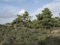 F, Pas-de-Calais, Wimereux, Dunes de la Slack 28, Saxifraga-Willem van Kruijsbergen