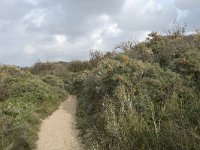 F, Pas-de-Calais, Wimereux, Dunes de la Slack 36, Saxifraga-Willem van Kruijsbergen