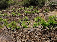 F, Pyrenees Orientales, Collioure 2, Saxifraga-Hans Dekker