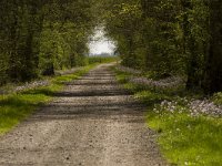 Bois de Maillace, Saône et Loire, Frankrijk