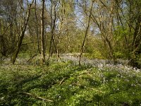 Bois de Maillace, Saône et Loire, Frankrijk