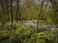 Bois de Maillace, Saône et Loire, Frankrijk