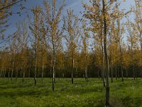 Bois de Maillace, Saône et Loire, Frankrijk